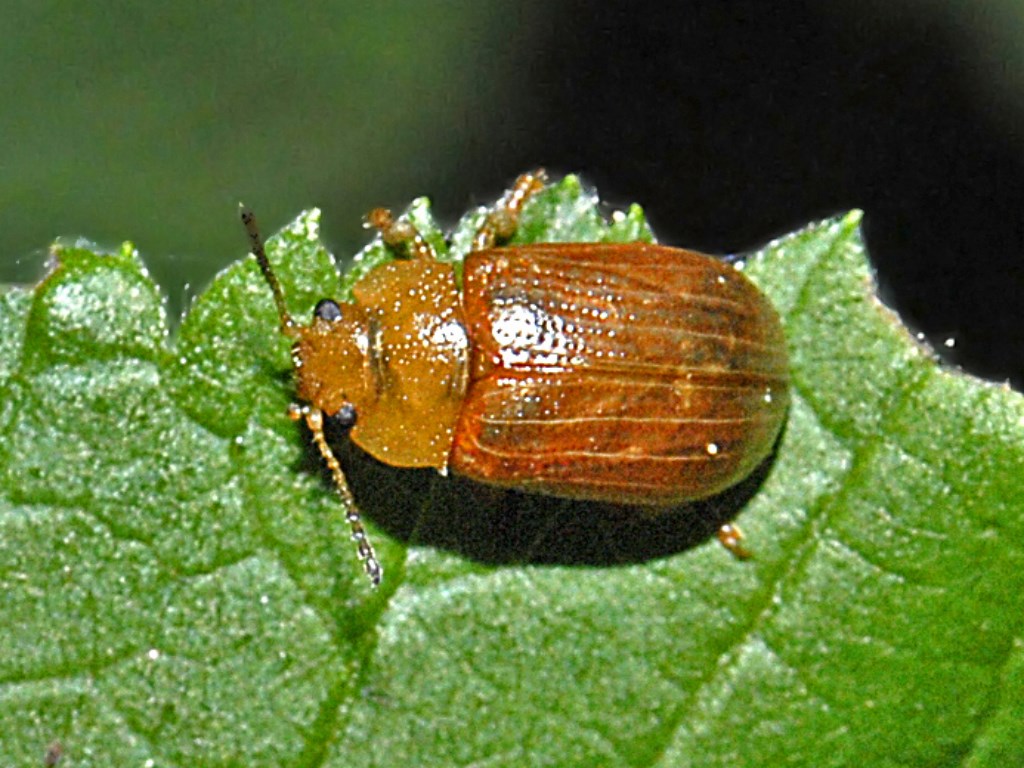 Un coleottero giallino in attesa di nome